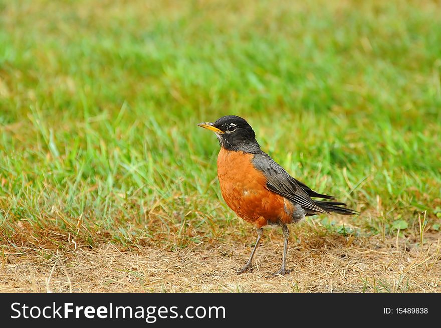 Robin lands amongst the grass to look for worms. Robin lands amongst the grass to look for worms