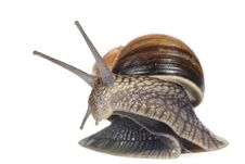 Free Moving Snail Stock Photography - 15490932