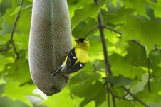 American Goldfinch (Carduelis Tristis) Stock Photo