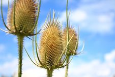Teasel Thistle Stock Image