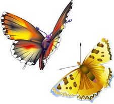 Two Butterflies Royalty Free Stock Photography