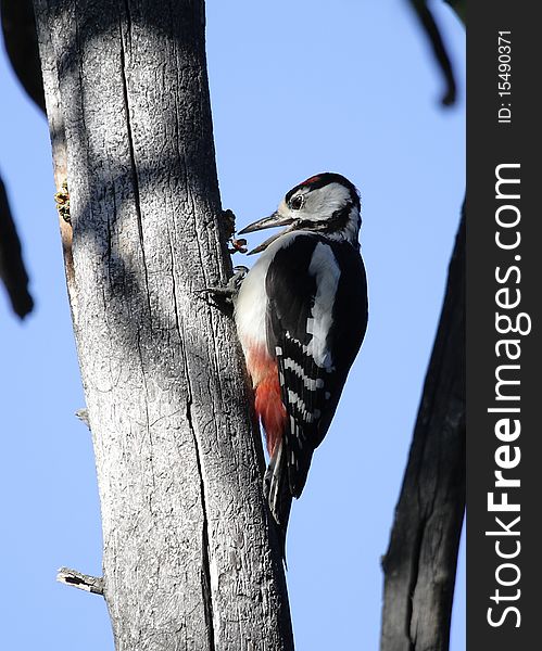 Woodpecker drumming on tree for extracting food