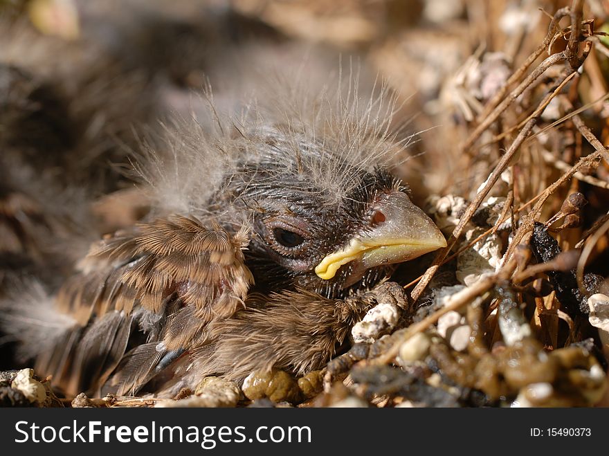 Housefinch Baby In Nest