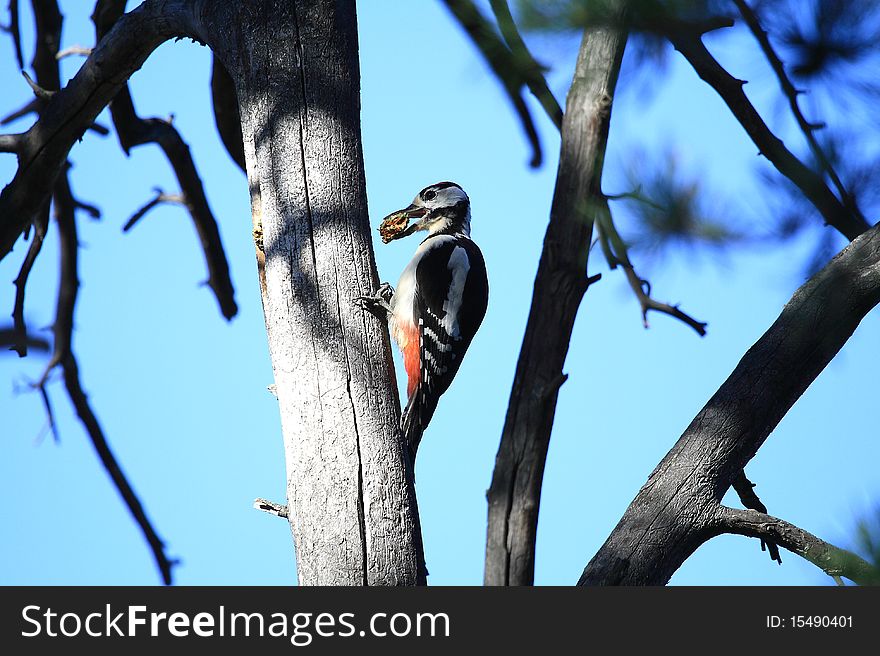 Woodpecker With A Cone