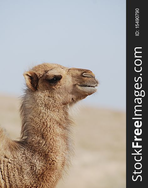 Little camel in Sinai desert. Little camel in Sinai desert