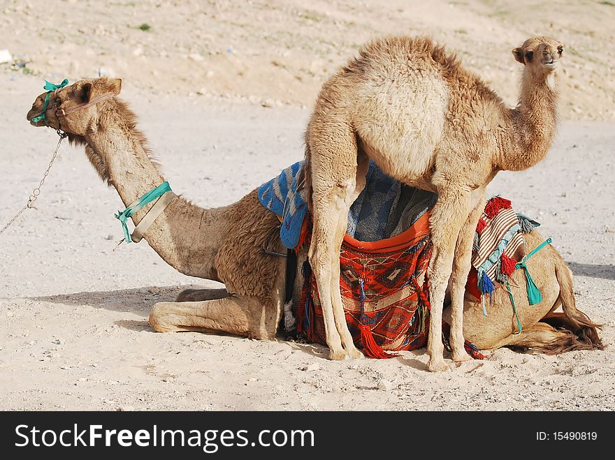 Little camel and his mum. Little camel and his mum