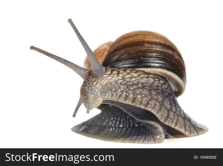 Moving snail isolated on white background
