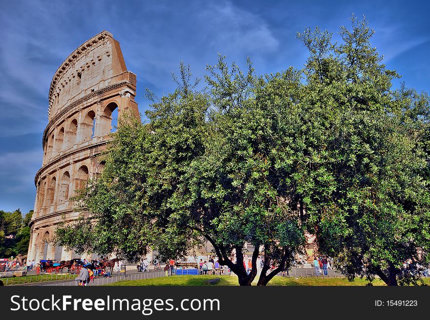 The Coliseum of Rome with a large olive tree in the foreground. The Coliseum of Rome with a large olive tree in the foreground