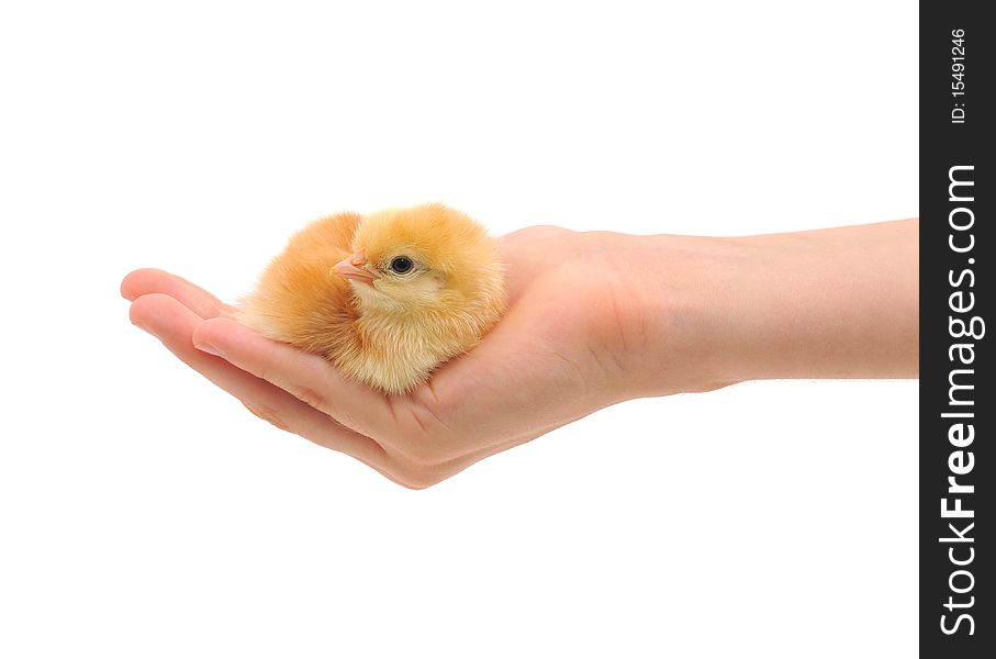 Female hand which holds a sitting chicken. Female hand which holds a sitting chicken