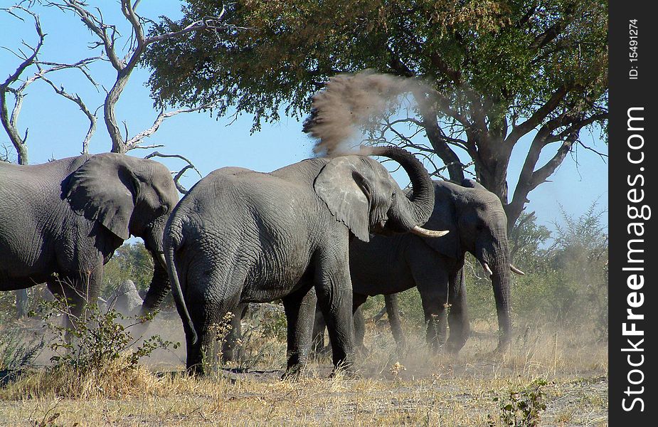 Elephants taking a sand bath in northern Botswana Chobe
