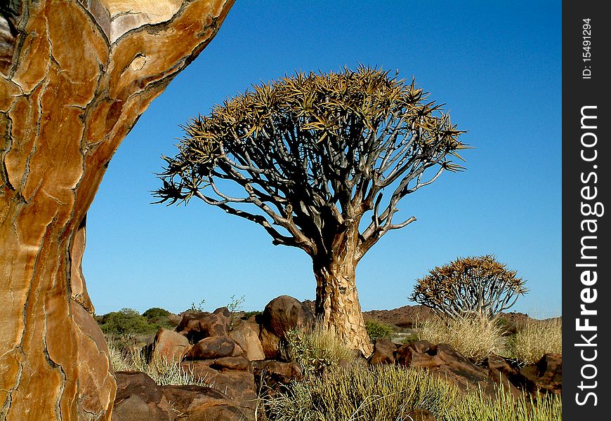 Quiver tree forest Namibia Southern Africa