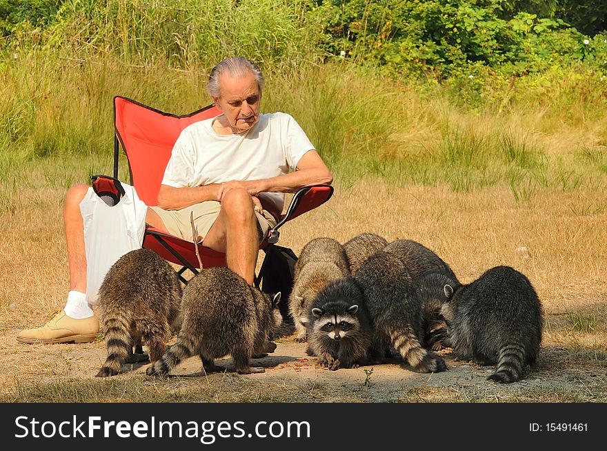 Old man watches as families of raccoons feed on the snacks on the ground. Old man watches as families of raccoons feed on the snacks on the ground.