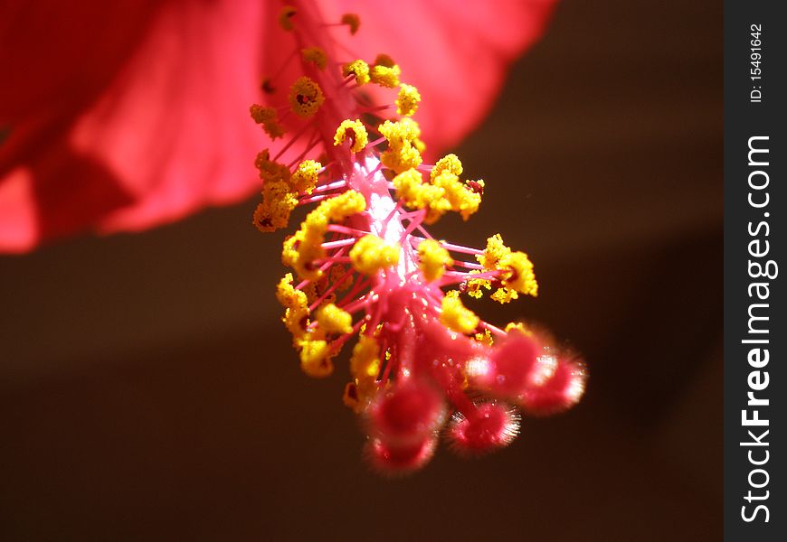 Close up photo of hibiscus rosa stamen. Close up photo of hibiscus rosa stamen