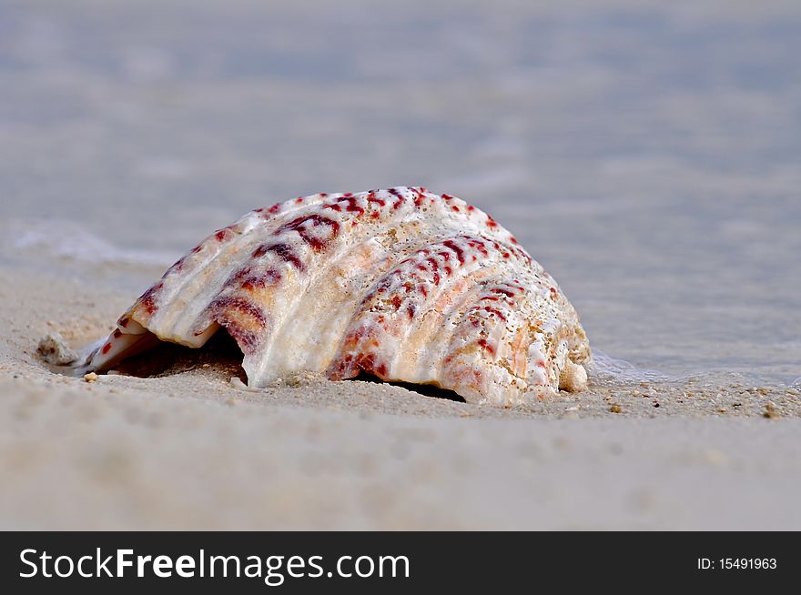 Close up on shell on sandy beach. Close up on shell on sandy beach.