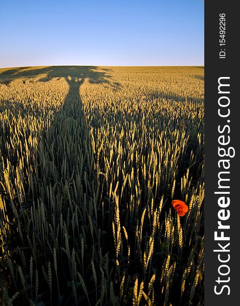 Tree silhouette with poppy in wheat field. Tree silhouette with poppy in wheat field.