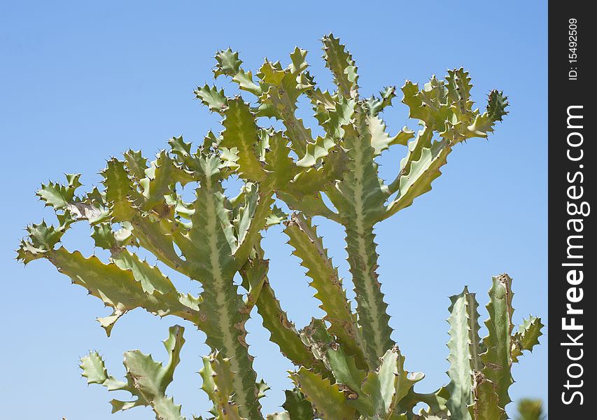 Top of a branching cactus against a blue sky background. Top of a branching cactus against a blue sky background
