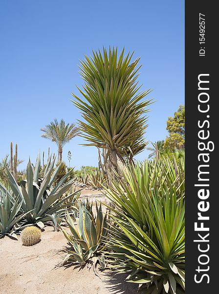 A desert garden with a variety of arid plants growing. A desert garden with a variety of arid plants growing