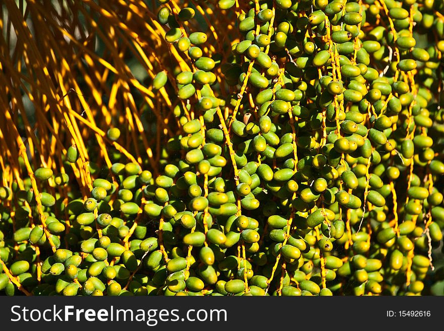 Cluster of unripe figs on date palms. Yellow-green small fruits.