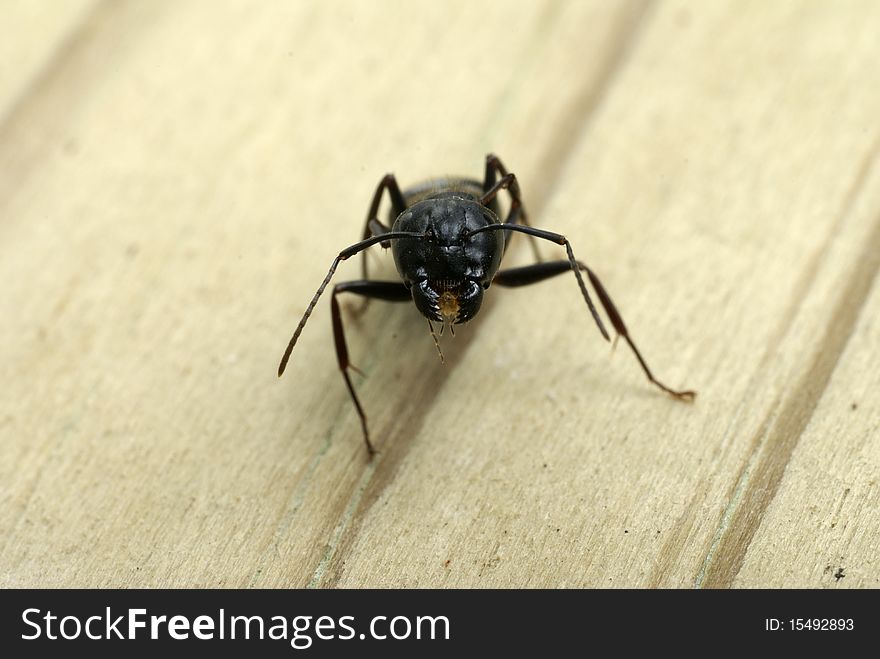 Close-up of carpenter ant head showing its mouth and jaws. Close-up of carpenter ant head showing its mouth and jaws
