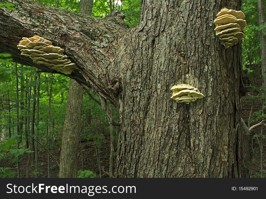 Fungus on tree in the summer forest in the Cedar Lakes Segment of the Ice Age Trail in Wisconsin. Fungus on tree in the summer forest in the Cedar Lakes Segment of the Ice Age Trail in Wisconsin