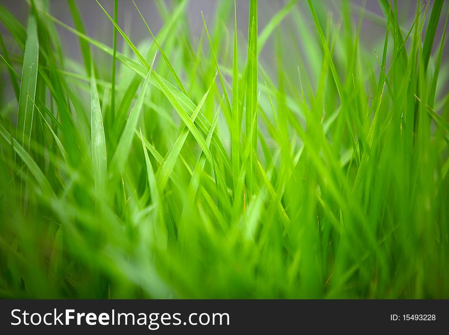 Telephoto lenses of green grass