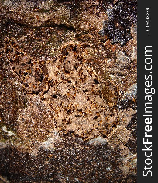 Termites taken in the Amazon Rainforest on a tree