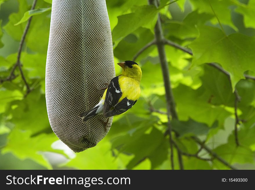 American Goldfinch (Carduelis tristis)