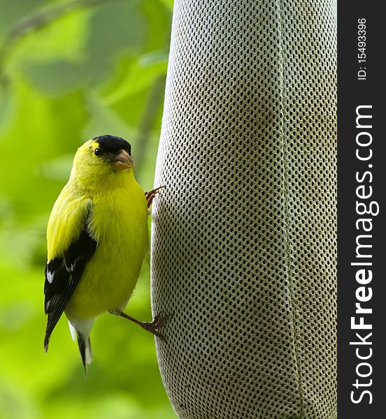 An american goldfinch at the thistle feeder. An american goldfinch at the thistle feeder