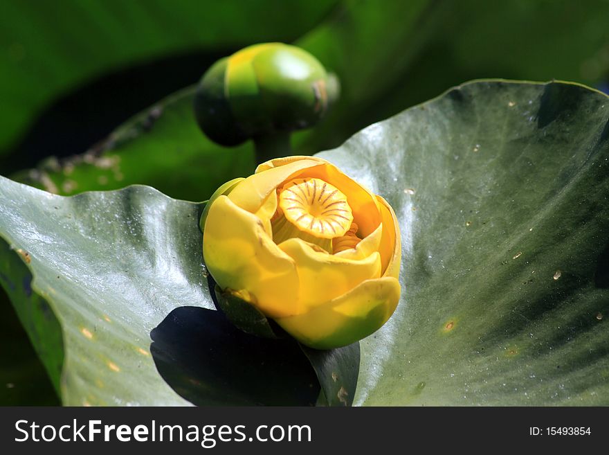 A yellow lotus flower on a lily pad with bright green leaves visible, this is called a wocus plant, a first food important to the Klamath Tribes of southern Oregon.