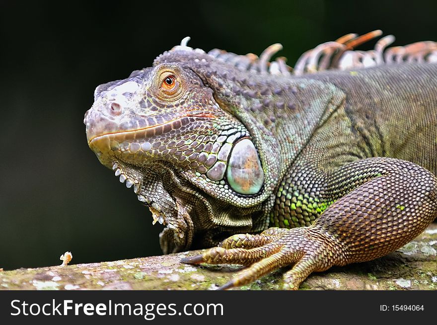 Rhinoceros Iguana (Cyclura cornuta), a threatened specie of lizard