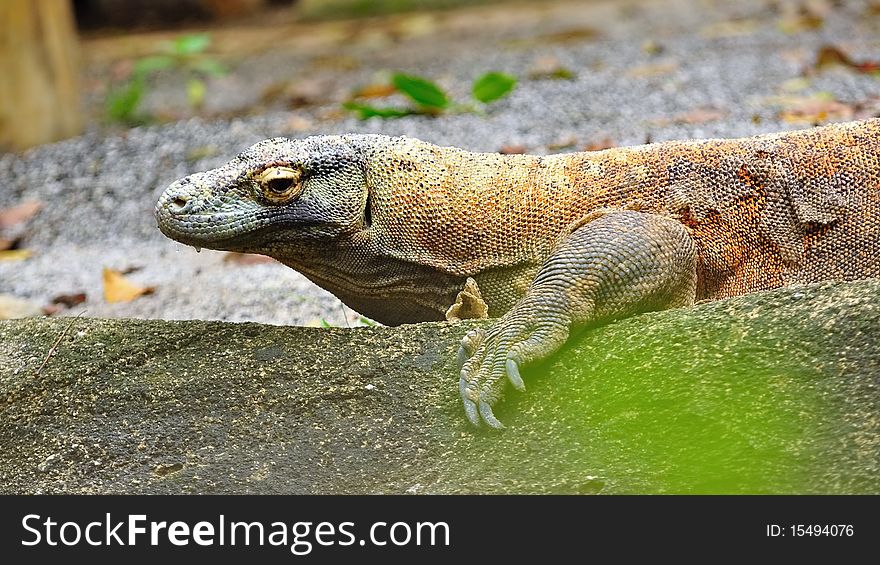 Monitor lizard (also known as bayawak or goannas) crawling in the wild