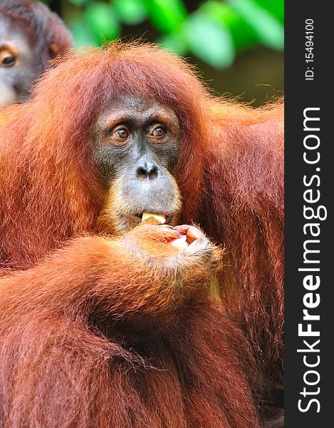 Orang Utan having a meal. Orang Utan having a meal