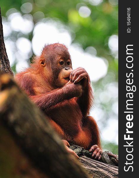 Baby Orang Utan having a meal. Baby Orang Utan having a meal