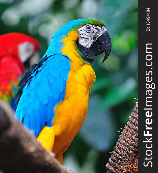 Colorful macaw perched on a branch. Colorful macaw perched on a branch