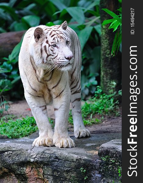 Endangered white tiger guarding its territory