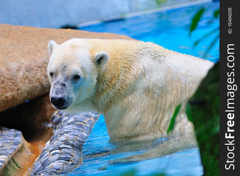 Polar Bear In Water