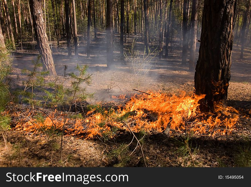 Fire In Summer Forest In Russia