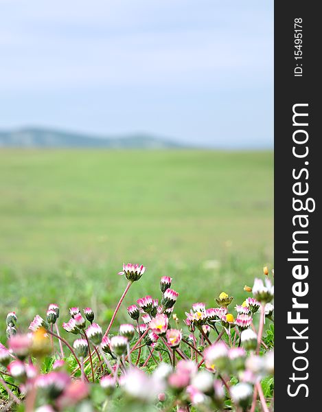 Meadow with daisies blue sky, green field