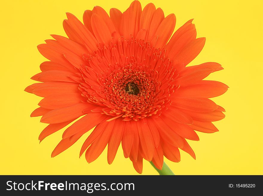 Red flower on a yellow background