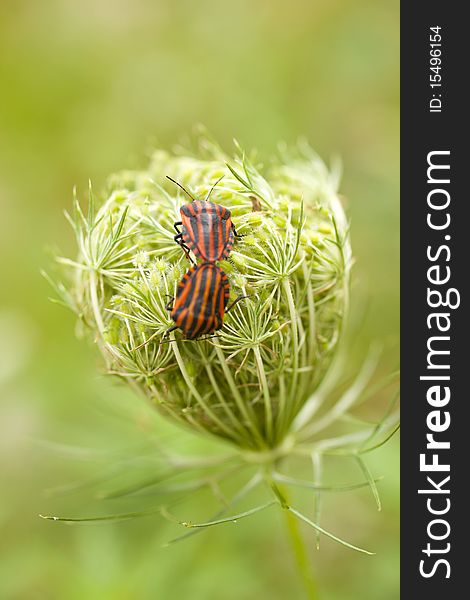 Red And Black Beetles