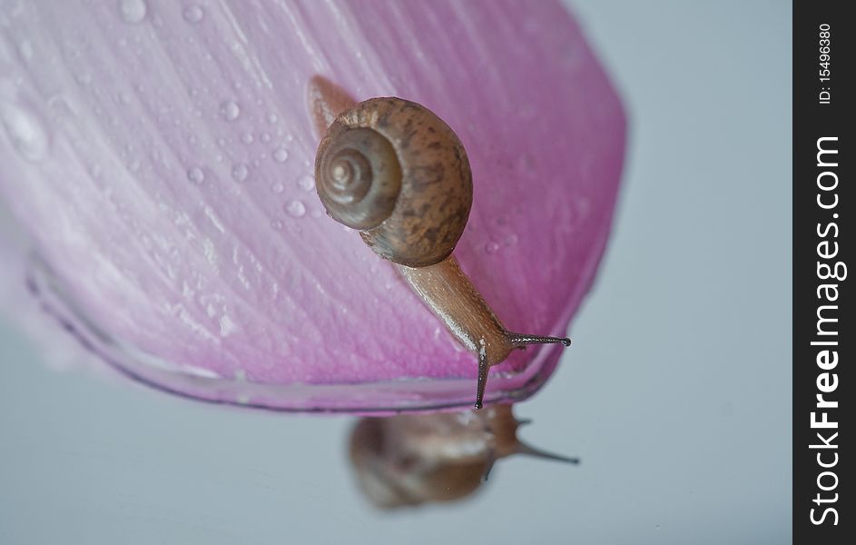 A snail on the flower at the front of the mirror