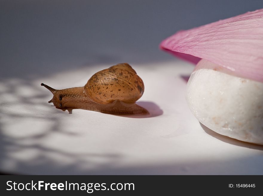 A snail under the sunshine besides a stone