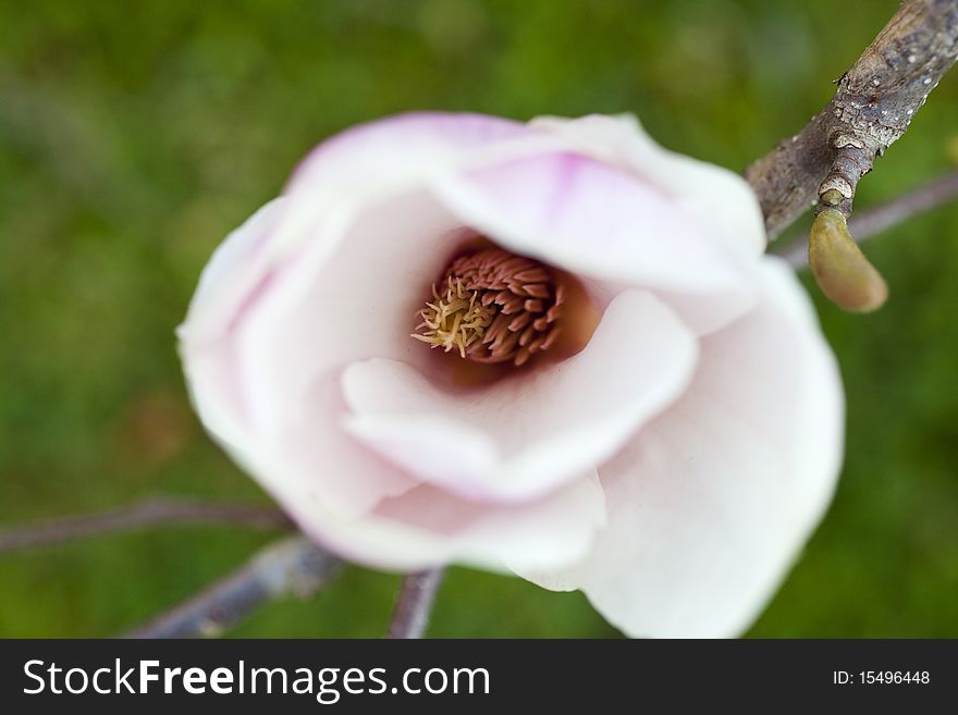 White magnolia on the branch