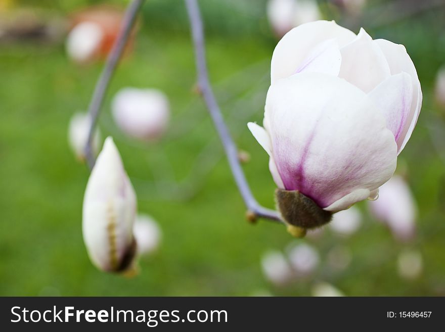 A white Magnolia on a branch