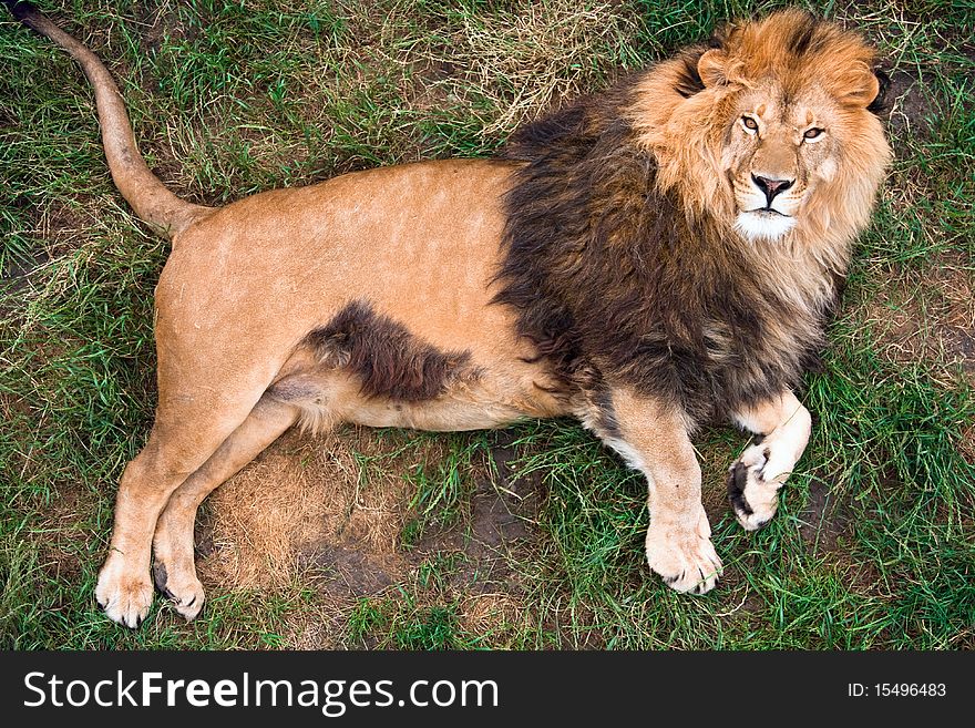 Lion resting on grass, top-view