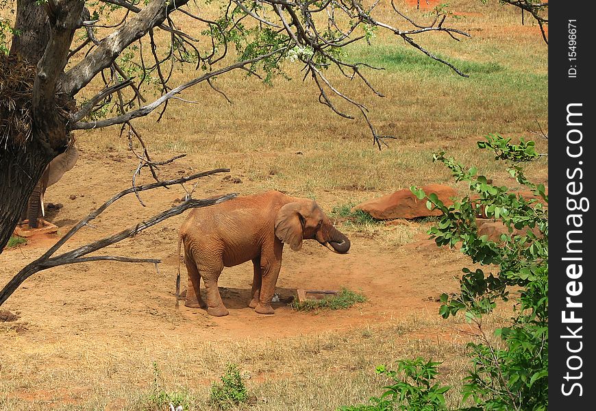 Red elephant staying on savannach. Red elephant staying on savannach