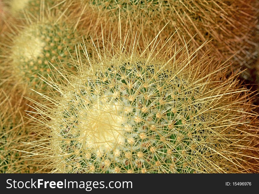 Close up cactus head background