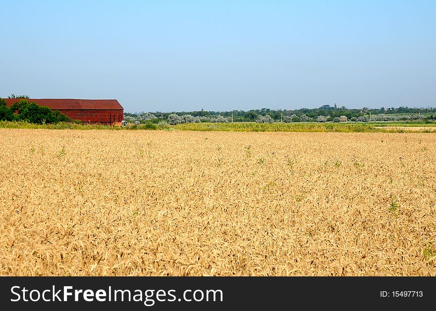 Field of wheat / 1 0