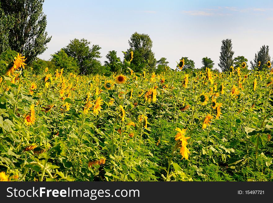 Sunflowers Field