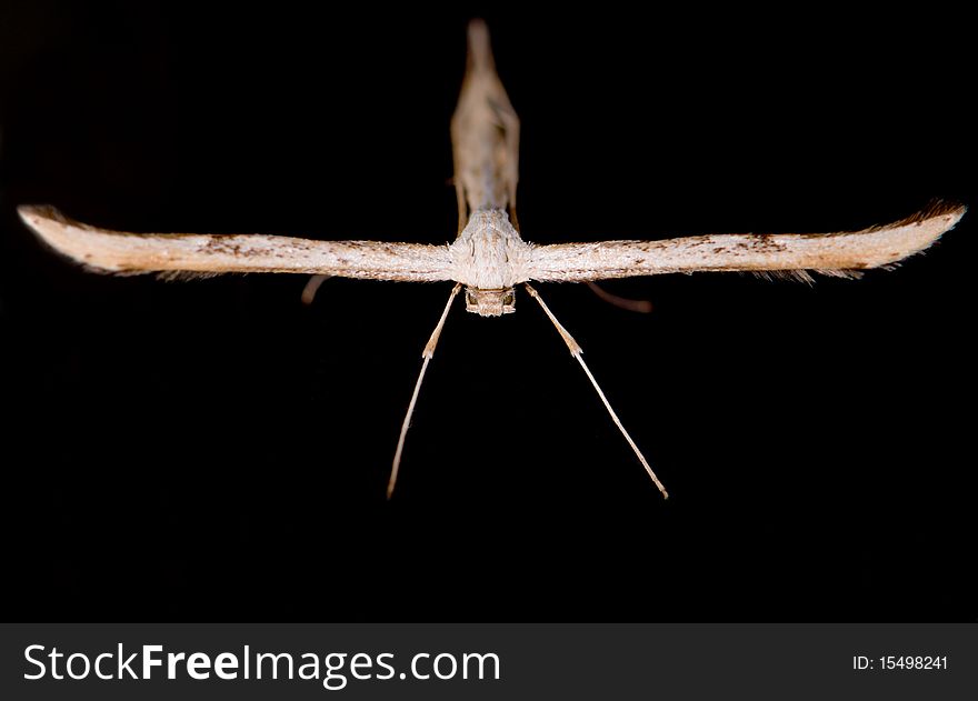 White plume moth